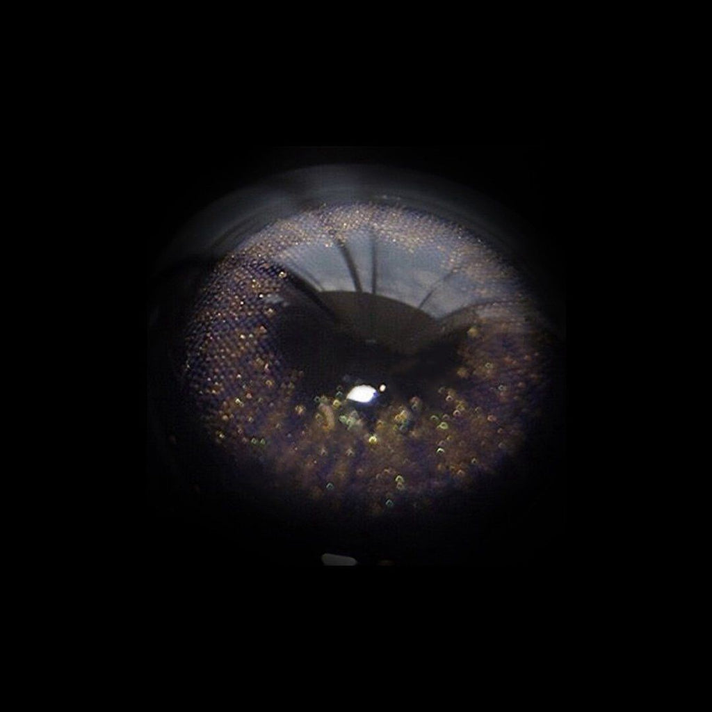 Aurum Violet  Colored Contact Lenses