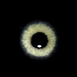 Himalaya Green Colored Contact Lenses